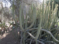 Cleistocactus ayopayanus