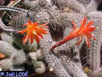 Cleistocactus sextonianus