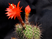 Cleistocactus sextonianus