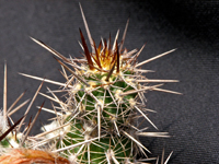 Cleistocactus sextonianus