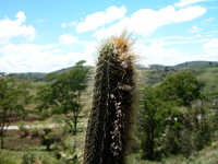 Coleocephalocereus buxbaumianus