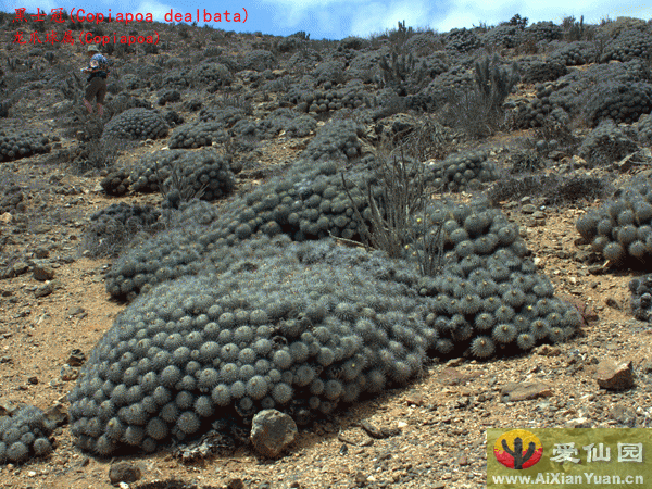 黑士冠_(Copiapoa dealbata)_龙爪球属仙人球_爱仙园