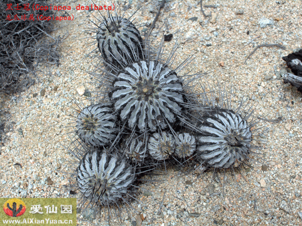 黑士冠_(Copiapoa dealbata)_龙爪球属仙人球_爱仙园