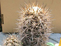 Copiapoa tigrillensis