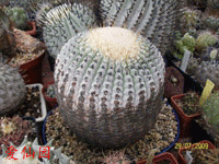 Copiapoa tigrillensis