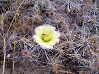 Corynopuntia nigrispina