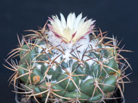 Coryphantha elephantidens subsp. greenwoodii