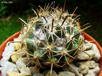 Coryphantha hintoniorum subsp. geoffreyi