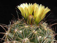 Coryphantha indensis