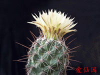 Coryphantha jalpanensis