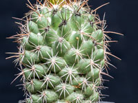 Coryphantha jalpanensis