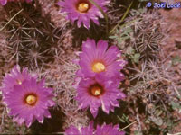 Coryphantha macromeris var. rinae