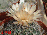 Coryphantha ramillosa subsp. santarosa