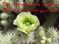 Cylindropuntia bigelovii