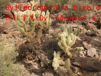 Cylindropuntia bigelovii