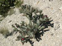 Cylindropuntia imbricata var. arborescens