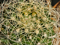 Discocactus zehntneri subsp. araneispinus