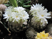 Discocactus zehntneri subsp. buenekeri