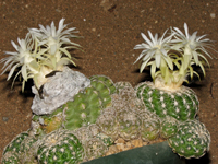 Discocactus zehntneri subsp. buenekeri