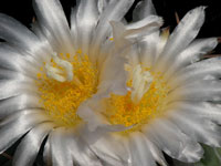 Echinocactus horizonthalonius var. subikii