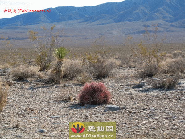 大龙冠_(Echinocactus polycephalus)_金琥属仙人球_爱仙园