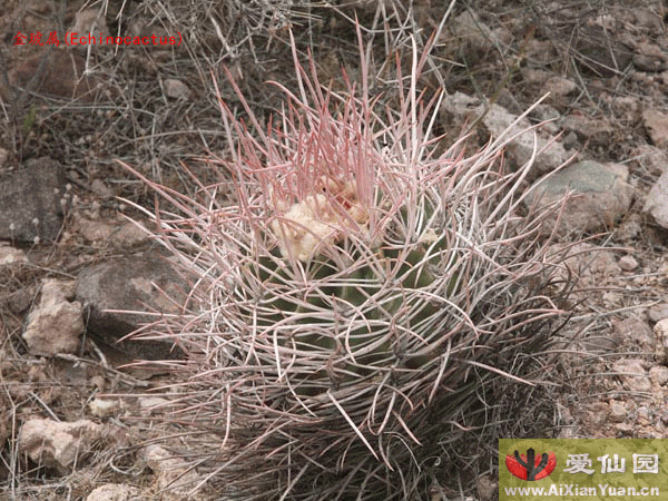 大龙冠_(Echinocactus polycephalus)_金琥属仙人球_爱仙园