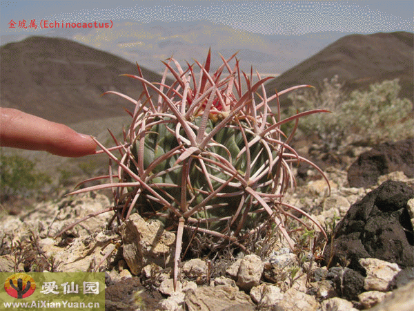 大龙冠_(Echinocactus polycephalus)_金琥属仙人球_爱仙园