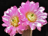 Echinocereus chisoensis var. fobeanus