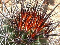 Echinocereus coccineus subsp. matudae