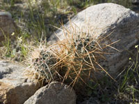 Echinocereus engelmannii var. armatus