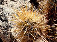 Echinocereus engelmannii var. armatus