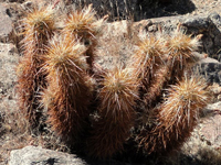 Echinocereus engelmannii var. armatus