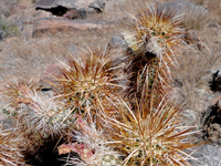 Echinocereus engelmannii var. armatus