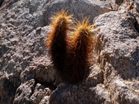 Echinocereus engelmannii var. armatus