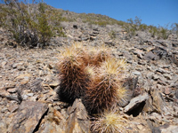 Echinocereus engelmannii var. armatus