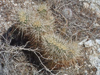 Echinocereus engelmannii f. cristata