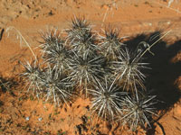 Echinocereus engelmannii var. purpureus