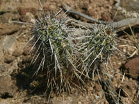 Echinocereus engelmannii var. variegatus