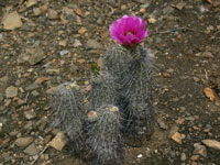 Echinocereus engelmannii var. variegatus