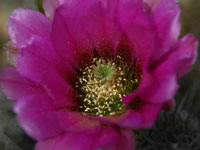 Echinocereus engelmannii var. variegatus