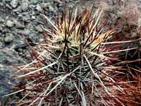 Echinocereus engelmannii var. howei