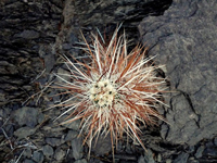 Echinocereus engelmannii var. howei