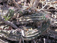 Echinocereus enneacanthus var. dubius