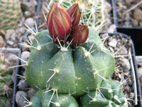 Echinocereus knippelianus var. reyesii