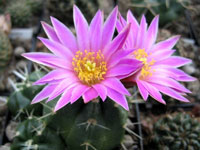 Echinocereus knippelianus var. reyesii