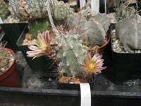 Echinocereus mapimiensis