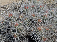 Echinocereus maritimus subsp. hancockii