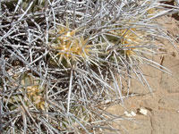 Echinocereus maritimus subsp. hancockii