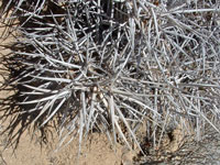 Echinocereus maritimus subsp. hancockii