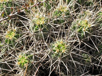 Echinocereus maritimus subsp. hancockii